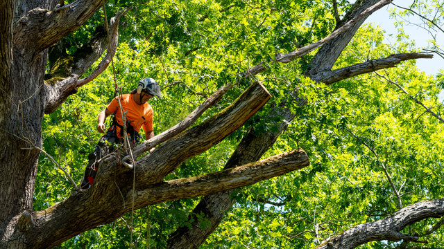 Tree Removal